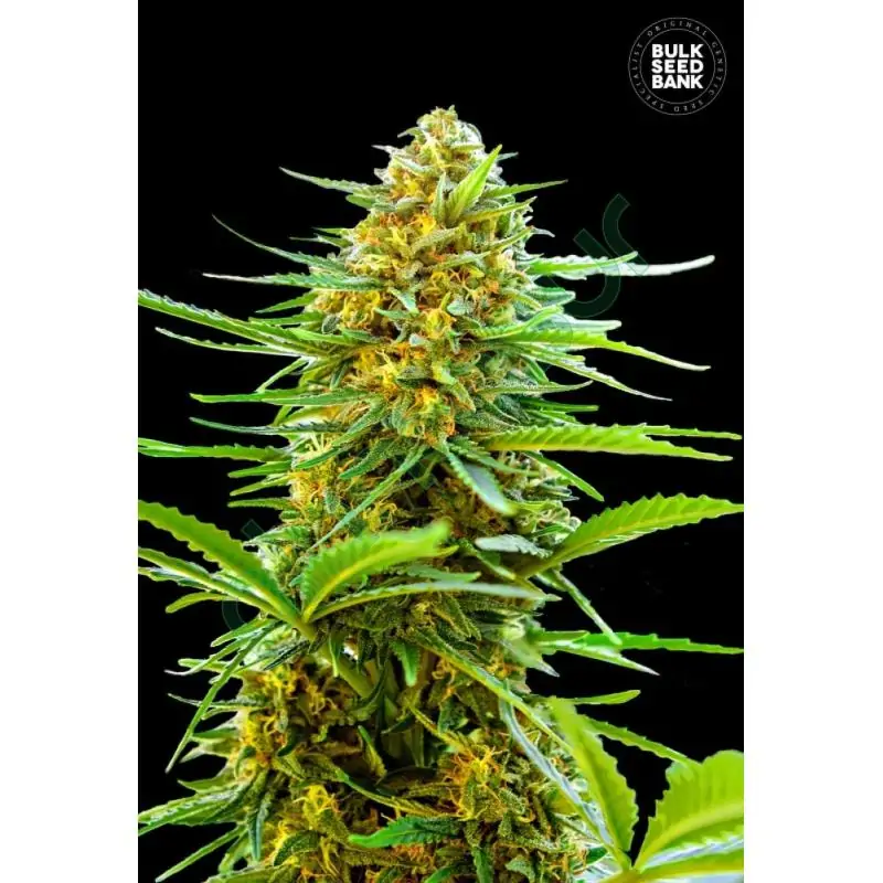 AUTO BANANA MONKEY AUTO BANANA MONKEY