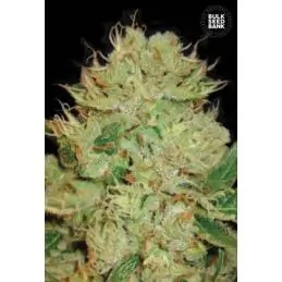 AUTO BIGGER BUD