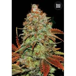 AUTO BUBBLEGUM EXTRA