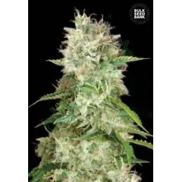 AUTO CHEESE