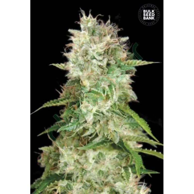 AUTO CHEESE