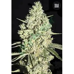 AUTO CRITICAL