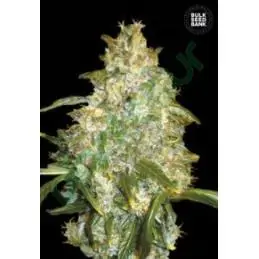 AUTO GOOD WILD SHARK