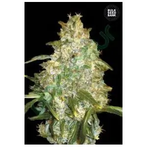 AUTO GOOD WILD SHARK