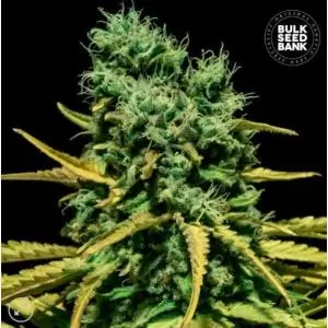 AUTO HELL BELLS OG