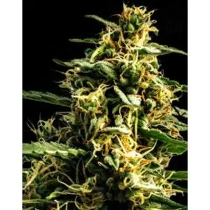 AUTO MANDALIME JUICE