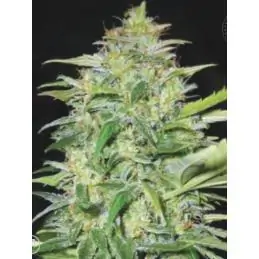 AUTO LIME SKUNK