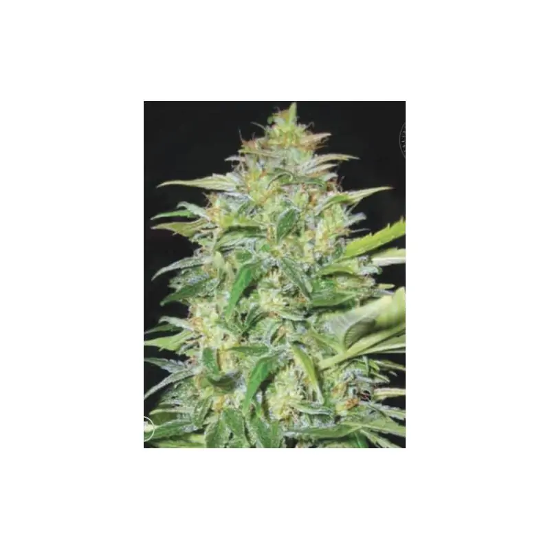 AUTO LIME SKUNK AUTO LIME SKUNK