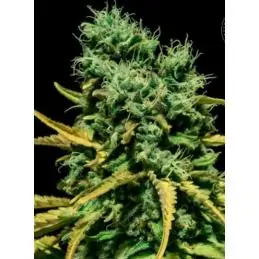 AUTO HELL BELLS OG