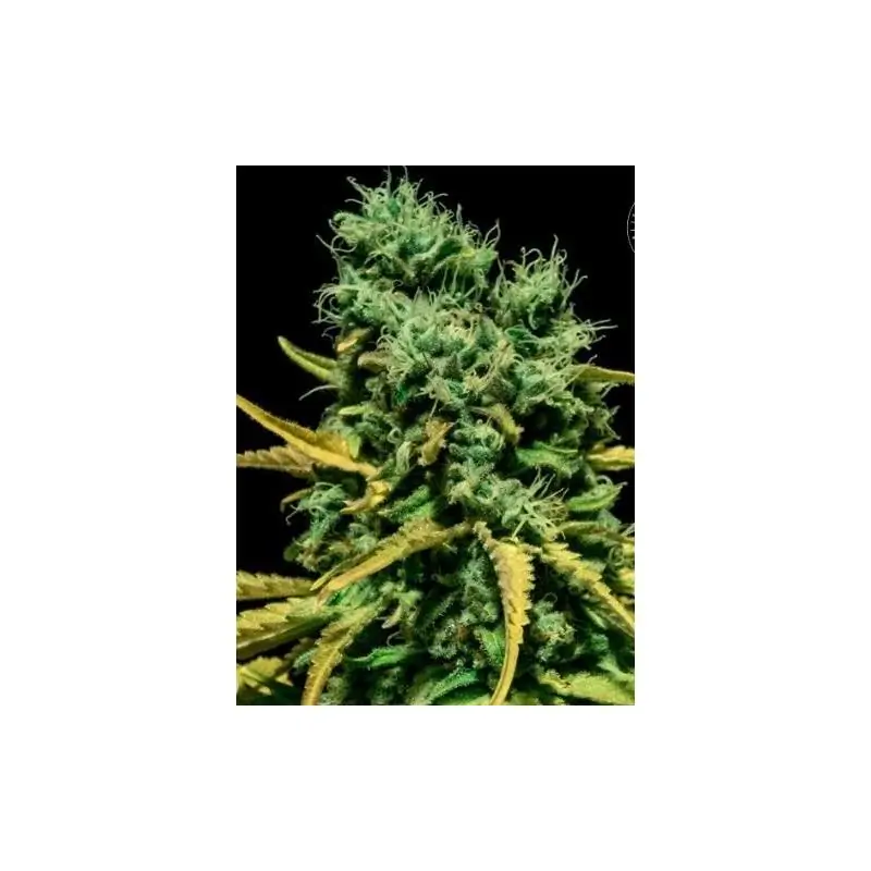 AUTO HELL BELLS OG