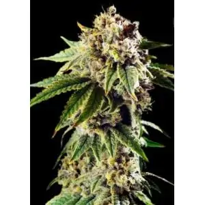 AUTO DOSIDOS ROCKETOS