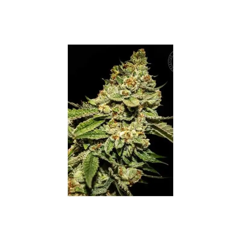 AUTO DOSIDOS ROCKETOS