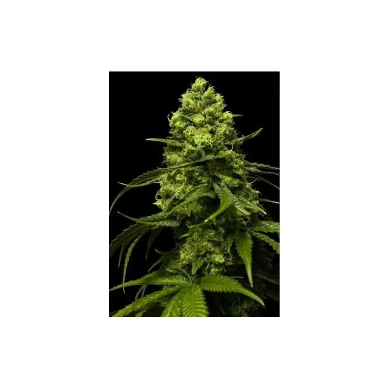 AUTO BRUCE BANNER 5
