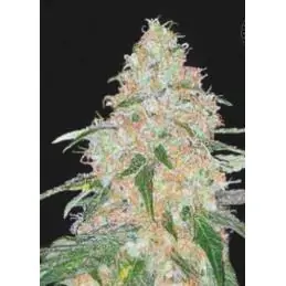 SPECIAL SKUNK