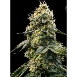 SPECIAL SKUNK