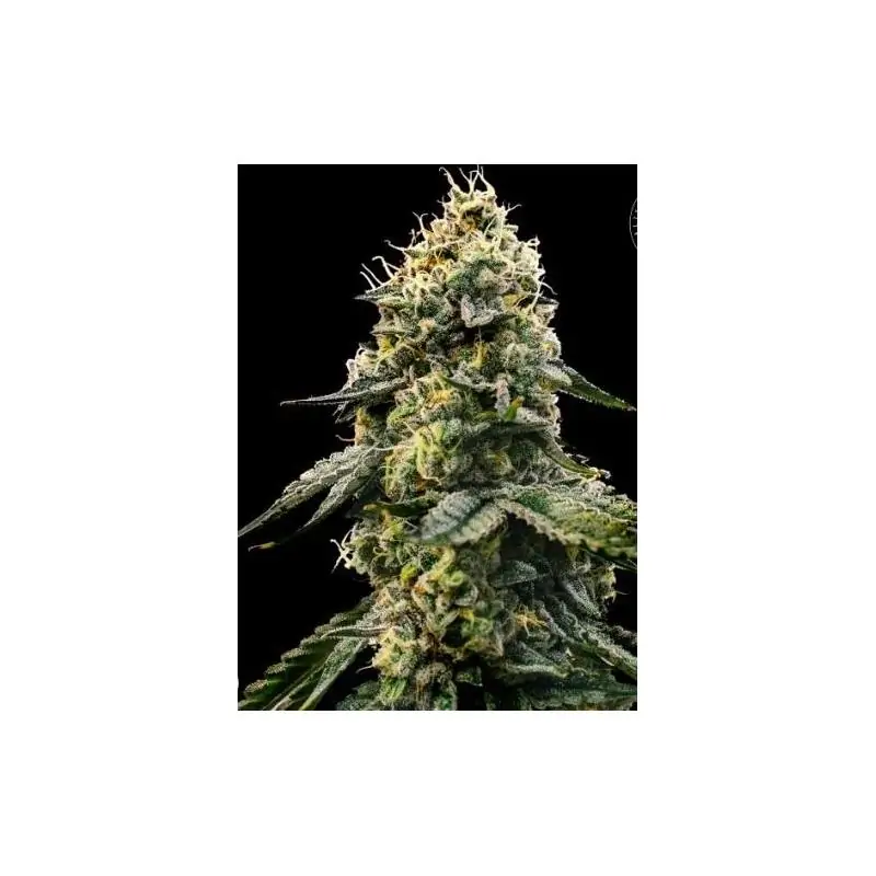 SPECIAL SKUNK