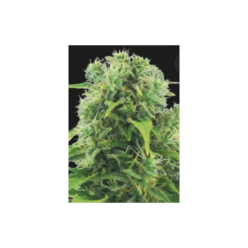 AUTO NORTHERN LIGHT