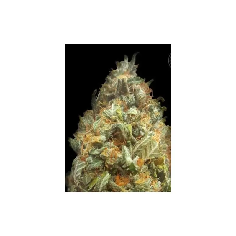 AUTO ORIGINAL ORANGE BUD