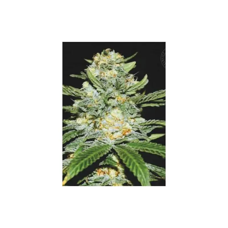 AUTO PERFECT POWER PLANT