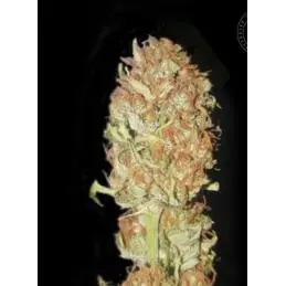 AUTO PSYCHEDELIC