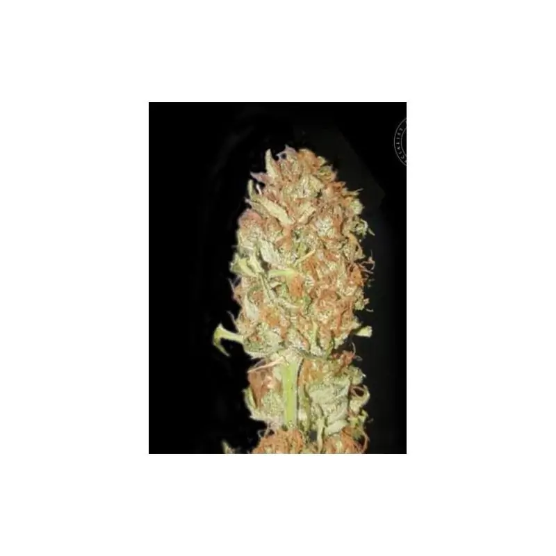 AUTO PSYCHEDELIC