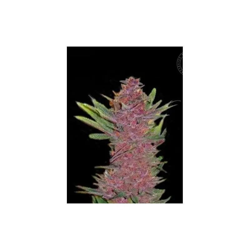 AUTO PURPLE GLAM KUSH