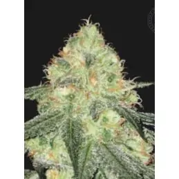 AUTO SOUR DIESEL