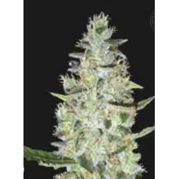 AUTO SPECIAL SKUNK