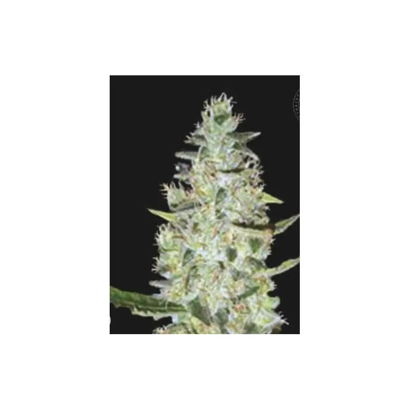 AUTO SPECIAL SKUNK