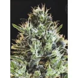 AUTO SUNMANGO