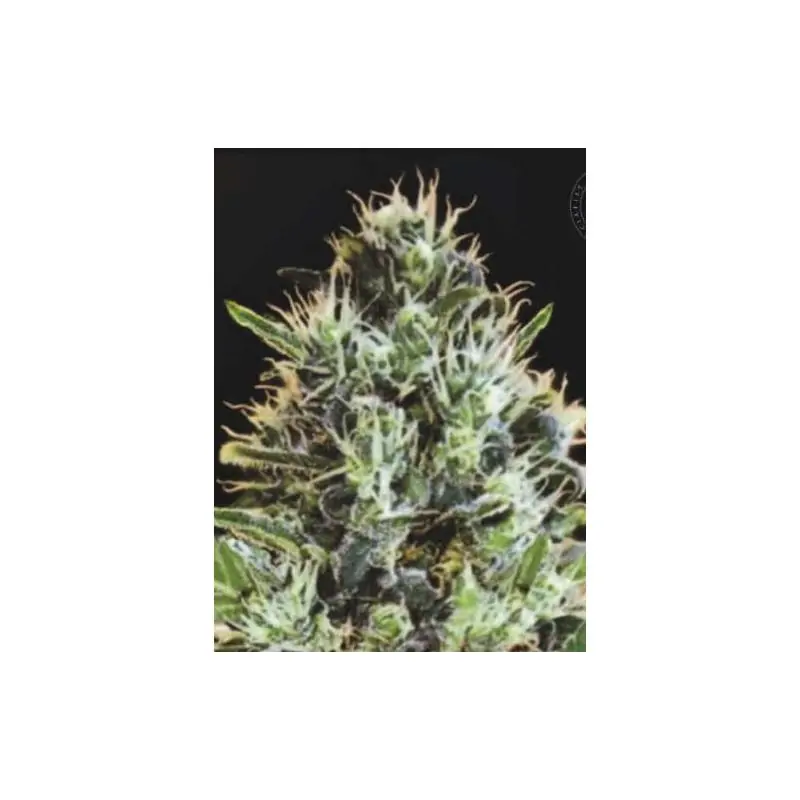 AUTO SUNMANGO
