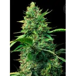 AUTO STRAWBERRY FERRY