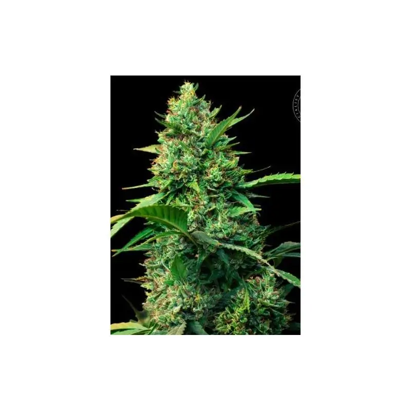 AUTO STRAWBERRY FERRY