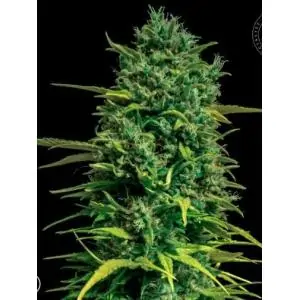 AUTO TROPICAL COCONUT