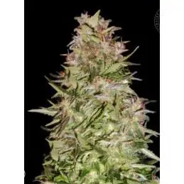 AUTO WHITE PRUSSIAN