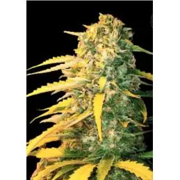 AUTO WHITE WIDOW