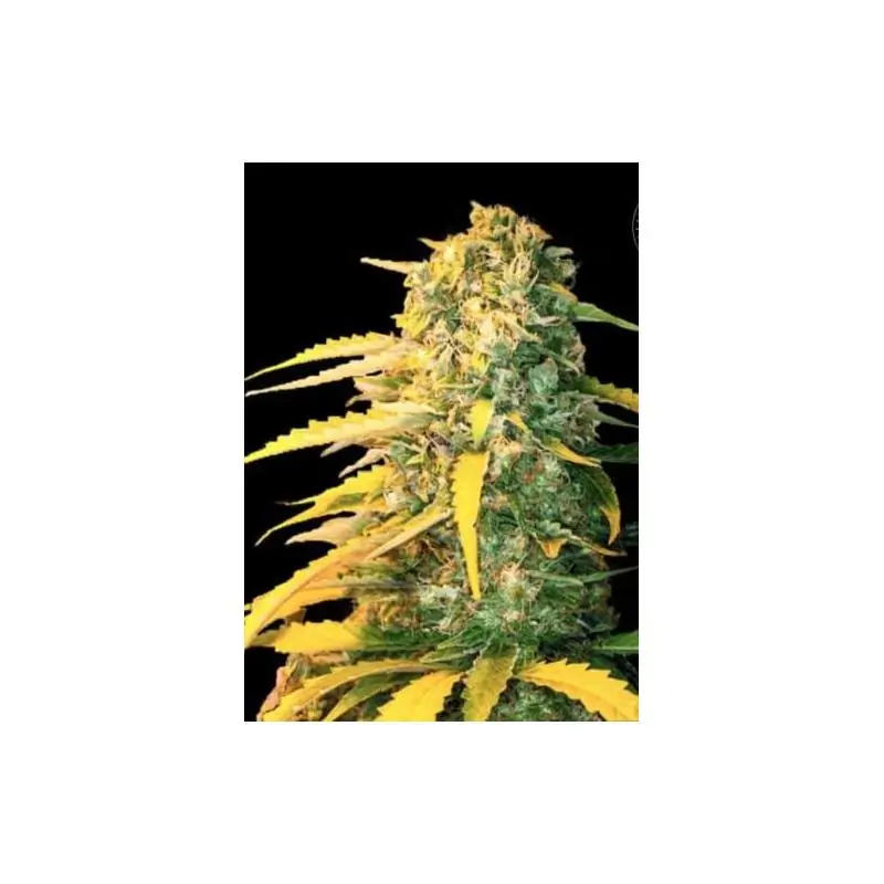 AUTO WHITE WIDOW