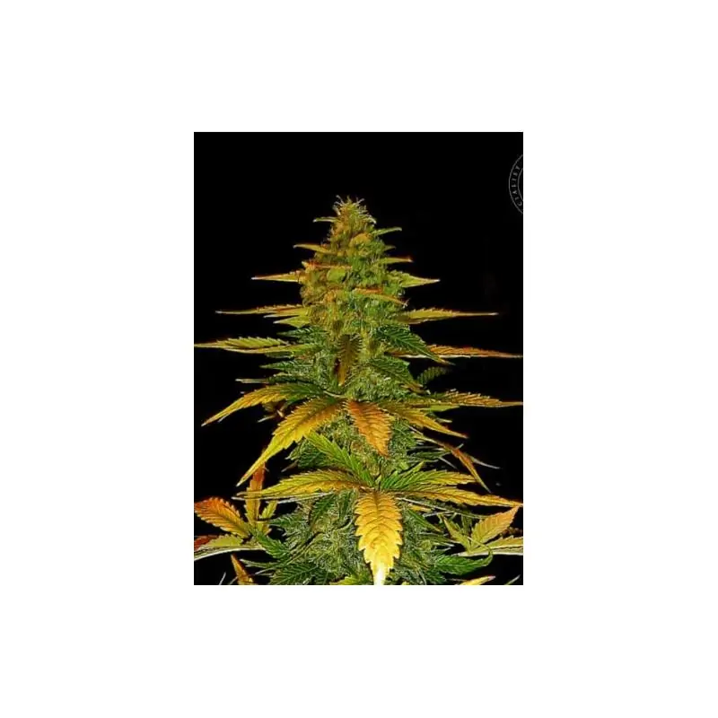AUTO WILD DWARF AUTO WILD DWARF