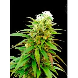 AUTO ZKITTLY ZI ZI