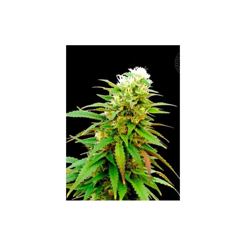 AUTO ZKITTLY ZI ZI