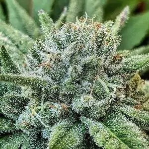 LORD KUSH