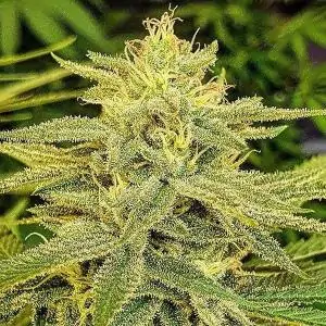 LORD KUSH
