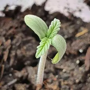 LORD KUSH