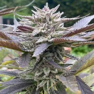 LORD KUSH