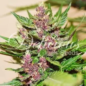 AUTO DARK PURPLE
