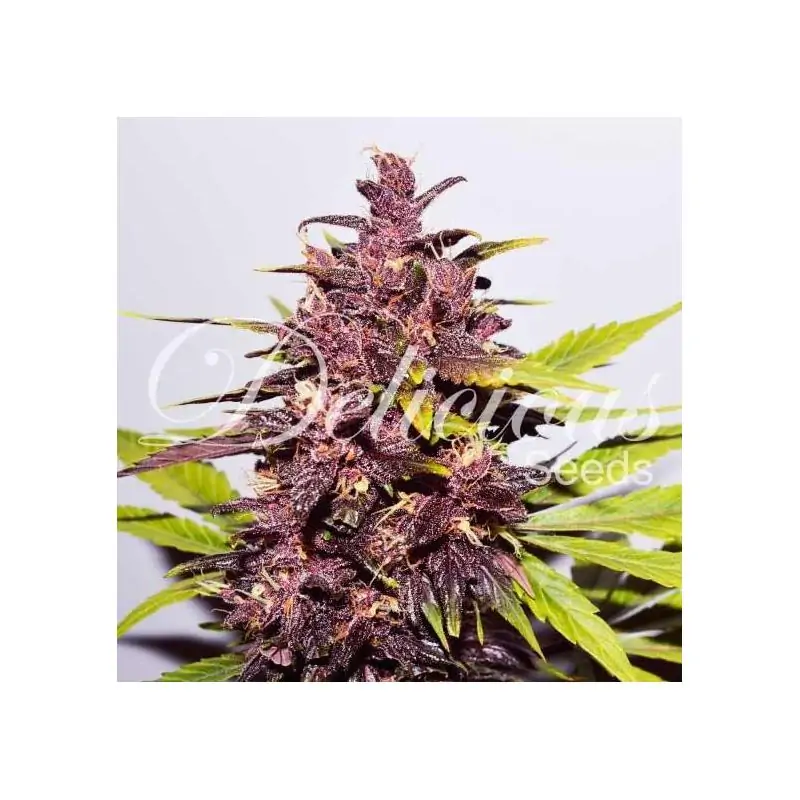 AUTO DARK PURPLE