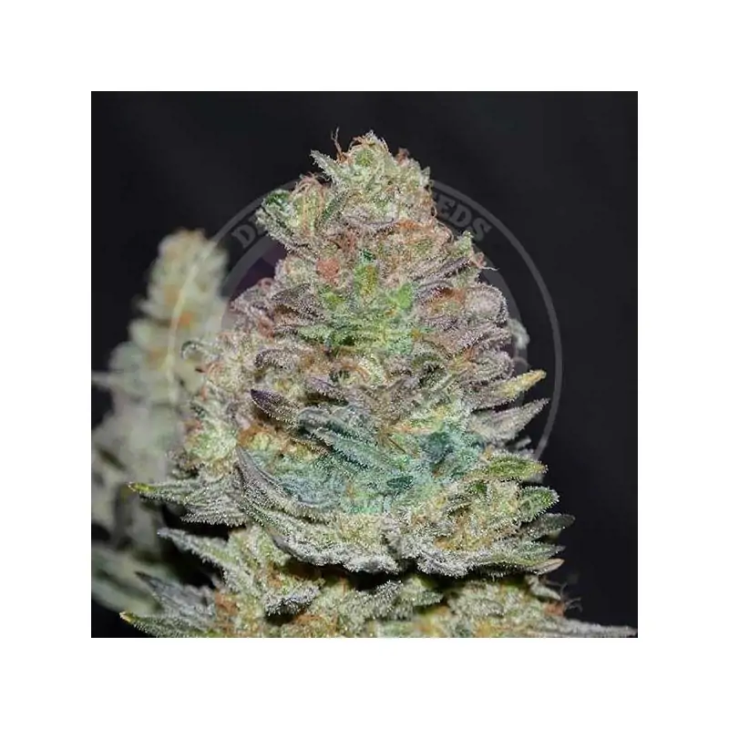 AUTO DELICIOUS COOKIES