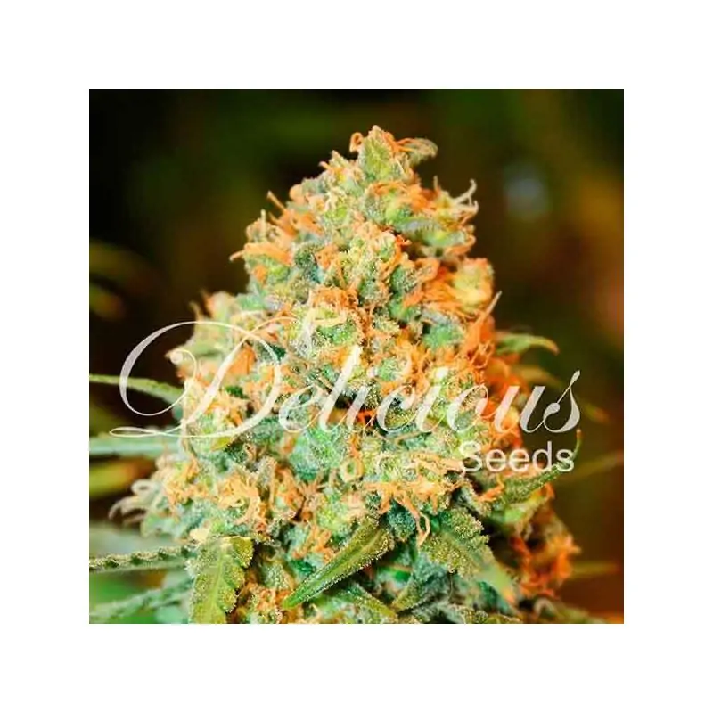 CRITICAL SUPER SILVER HAZE