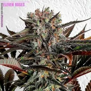 ELEVEN ROSES
