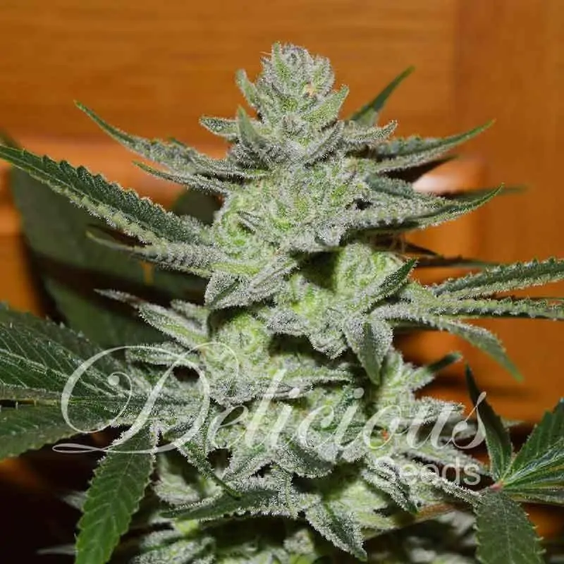 UNKNOWN KUSH